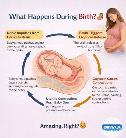 What-happen-during-birth
